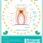 Bickiepegs Tooth Anatomy