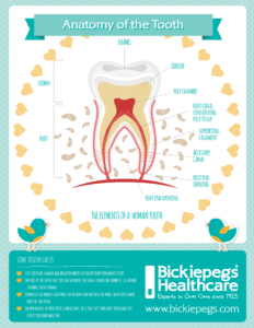 Bickiepegs Tooth Anatomy